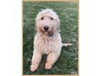 Adopt Teddy a Mixed Breed