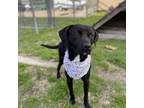 Adopt Titus a Labrador Retriever