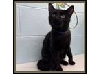 Adopt SPROUT a Domestic Short Hair