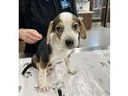 Adopt Tom Hardy (Gahanna, OH) a Beagle