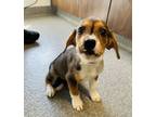 Adopt Ryan Gosling (Gahanna, OH) a Beagle