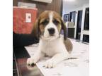 Adopt Robert Downey Jr. a Beagle
