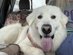 Adopt Sarge a Great Pyrenees