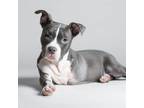 Adopt Bubba Pi a Pit Bull Terrier, Cattle Dog