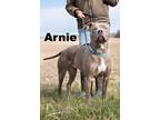 Adopt Arnie a Pit Bull Terrier
