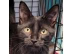 Adopt Dax a Domestic Short Hair