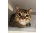 Adopt Yule a Domestic Short Hair