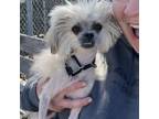 Adopt Jaws a Havanese, Mixed Breed