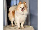 Adopt Zoom-In a Foster Home a Pomeranian