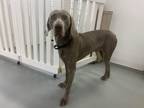 Adopt Rhett a Weimaraner