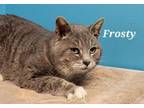 Adopt Frosty a Domestic Short Hair