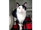 Adopt Mr. Cookers a Domestic Short Hair