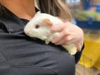 Adopt TURBO a Guinea Pig