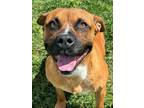 Adopt Dozer a Pit Bull Terrier, Mixed Breed