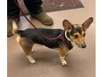 Adopt Ziggy a Beagle, Mixed Breed
