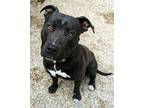 Adopt Enzo a Pit Bull Terrier, Mixed Breed