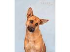 Adopt Pluto a Carolina Dog, German Shepherd Dog