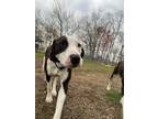 Adopt Dewey a Pointer, Mixed Breed