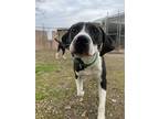 Adopt Louie a Pointer, Mixed Breed