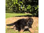 German Shepherd Dog Puppy for sale in Roebuck, SC, USA