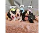 Boston Terrier Puppy for sale in Sioux Center, IA, USA