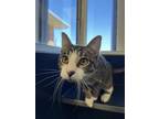 Adopt Kyle a Domestic Short Hair