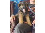 Adopt Gilbert a German Shepherd Dog, Parson Russell Terrier