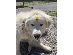 Adopt Lucky a Great Pyrenees