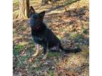 Adopt Hickory a German Shepherd Dog