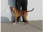 Adopt PURPLE RAIN a Boxer