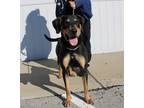 Adopt SWISS ROLL a Black and Tan Coonhound, Mixed Breed