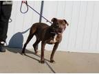 Adopt MELVIN a Pit Bull Terrier