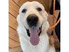 Adopt Tib a Great Pyrenees