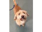 Adopt T-Bone a Cairn Terrier, Mixed Breed