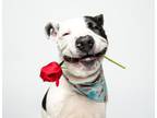 Adopt Slime a Pit Bull Terrier, Mixed Breed