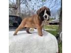 Boxer Puppy for sale in Goodman, MO, USA