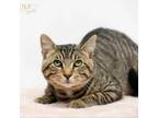 Adopt Meko a Domestic Short Hair