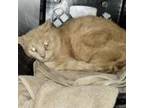 Adopt Maxwell a Domestic Short Hair