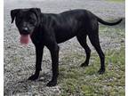 Adopt Thunder a Black Labrador Retriever