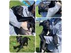 Adopt Barney a Black Labrador Retriever, Mixed Breed