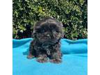 Shih Tzu Puppy for sale in Lawrenceville, GA, USA