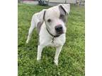 Adopt Bullet a Pit Bull Terrier, Mixed Breed