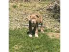 Mutt Puppy for sale in Sunnyside, WA, USA