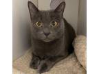 Adopt MANUKA a Domestic Short Hair