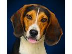 Adopt Benny a Beagle, Mixed Breed