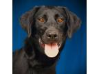 Adopt Castiel a Labrador Retriever