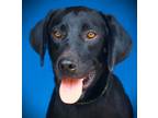 Adopt Crowley a Labrador Retriever