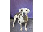 Adopt Peetie a Pit Bull Terrier