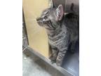 Adopt Doyle a Tabby