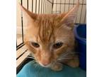 Adopt Andy a Domestic Short Hair